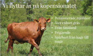 kopensionatet info