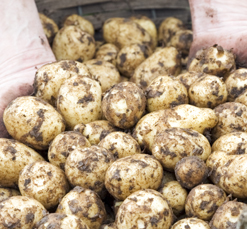 Potatis