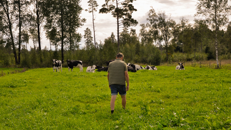 Carl-Johan på en äng mer kor