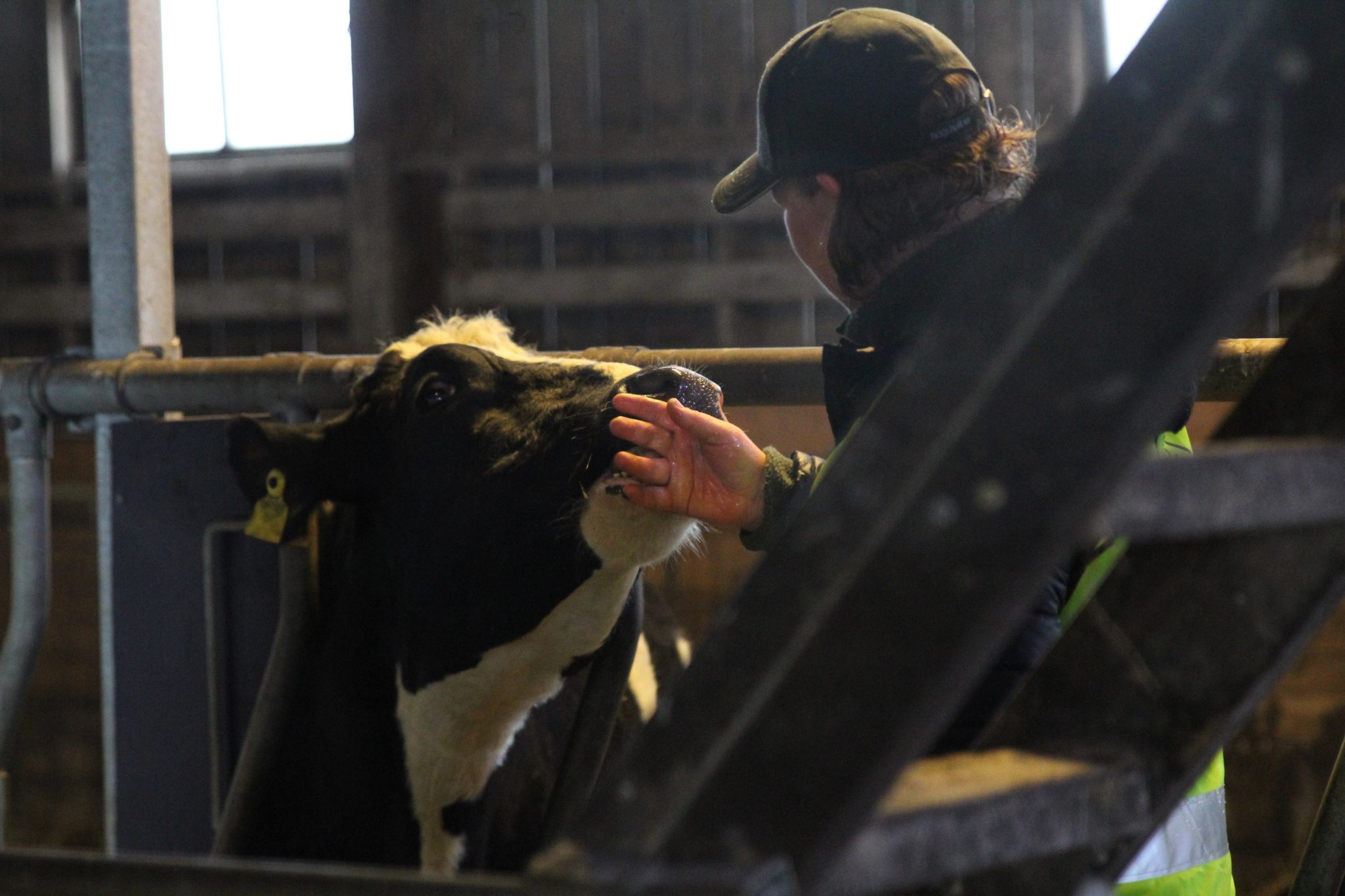 En ko som slickar en hand