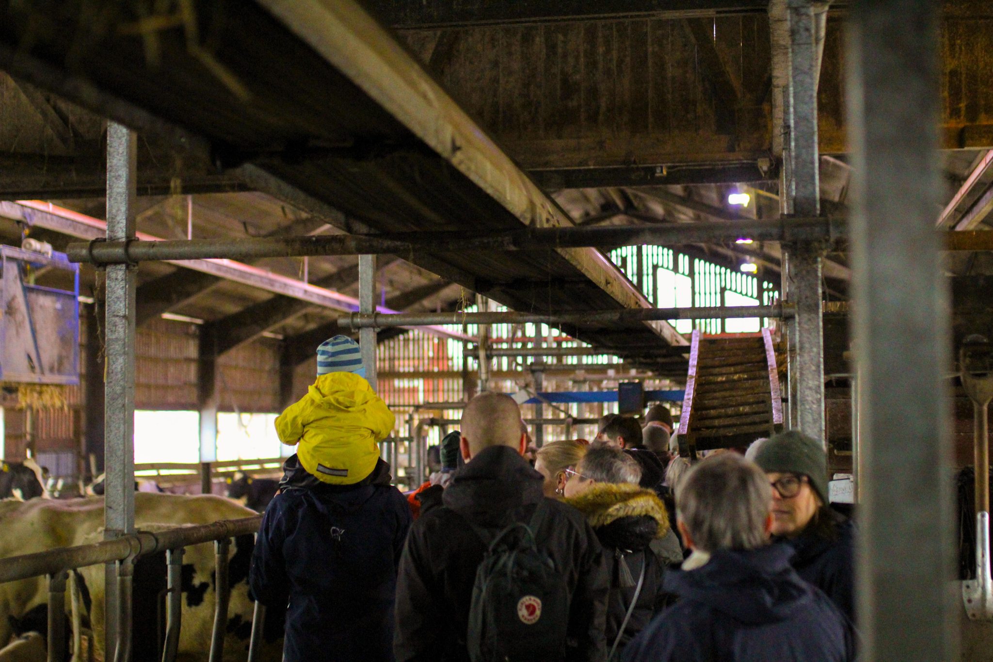 En grupp människor som kollar på kor inomhus