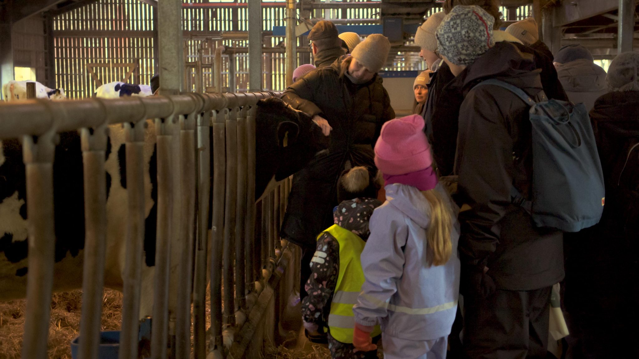 En person som klappar på en ko