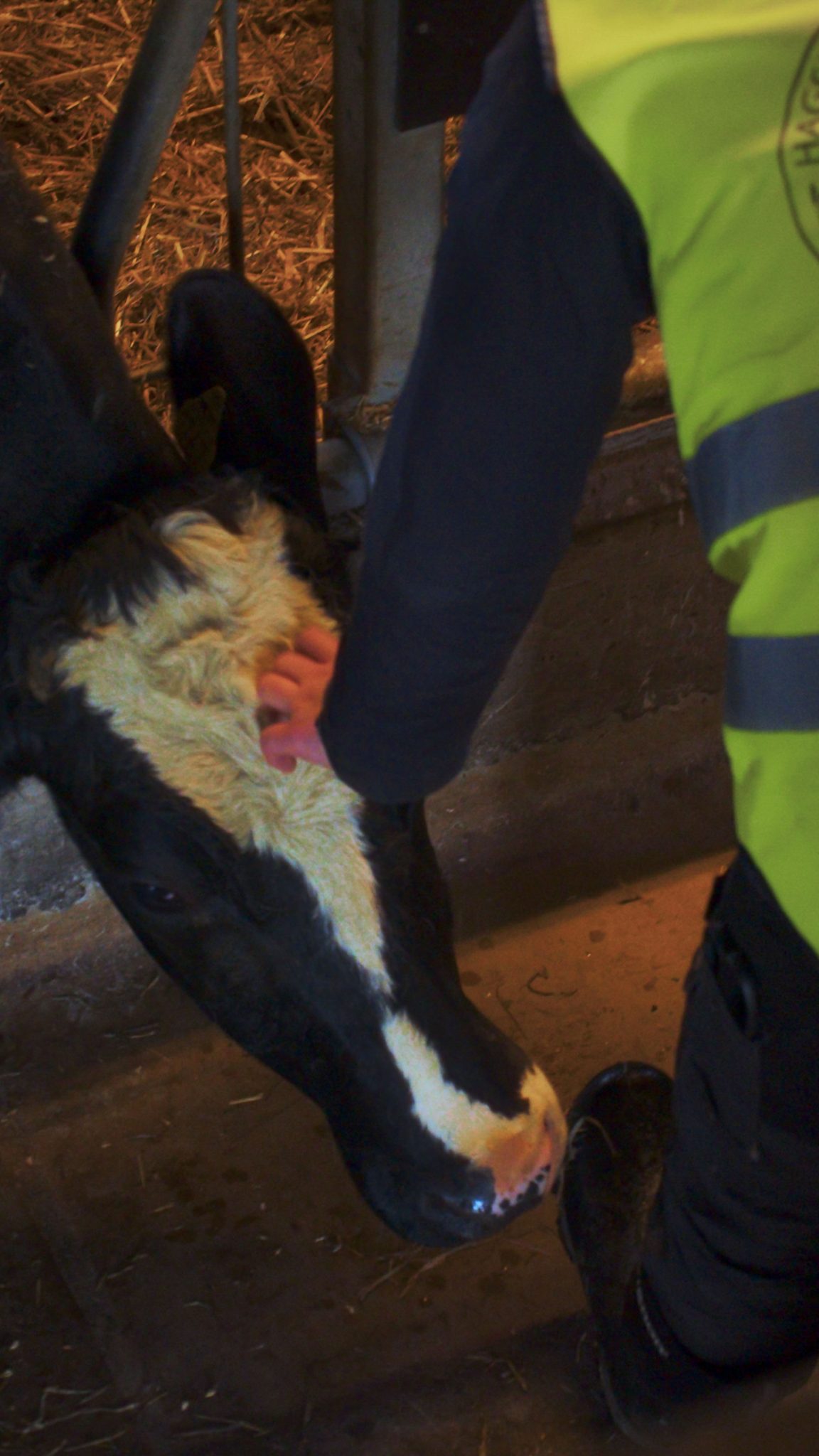 Någon som klappar en ko