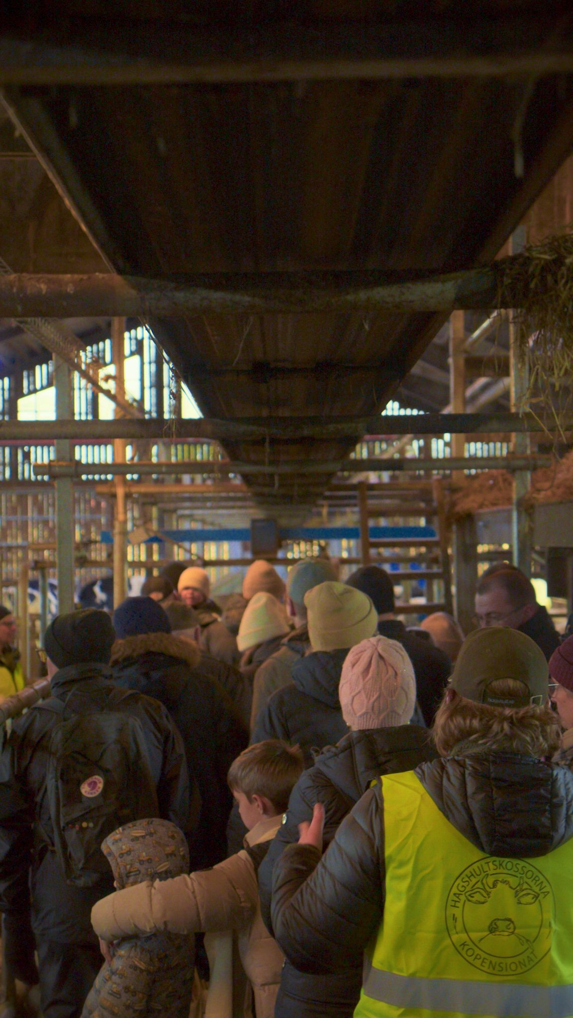 En grupp människor som kollar på kor