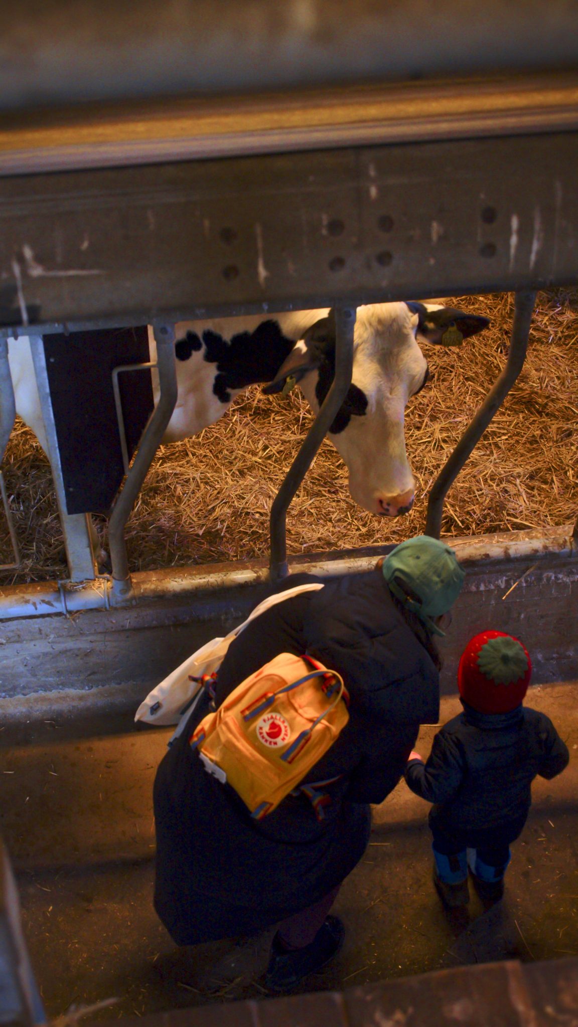 En vuxen person och ett barn som kollar på en ko