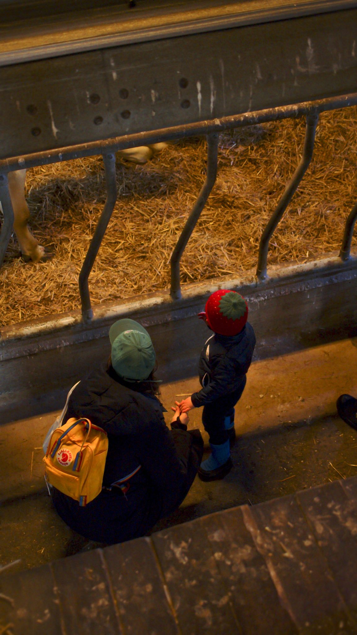 Ett barn som håller i en kvinnas hand och kollar på en ko