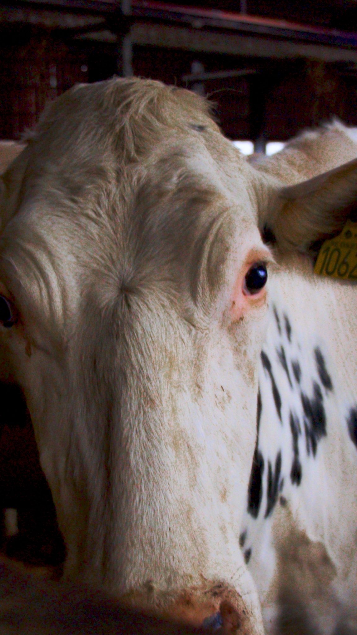 En ko som tittar in i kameran